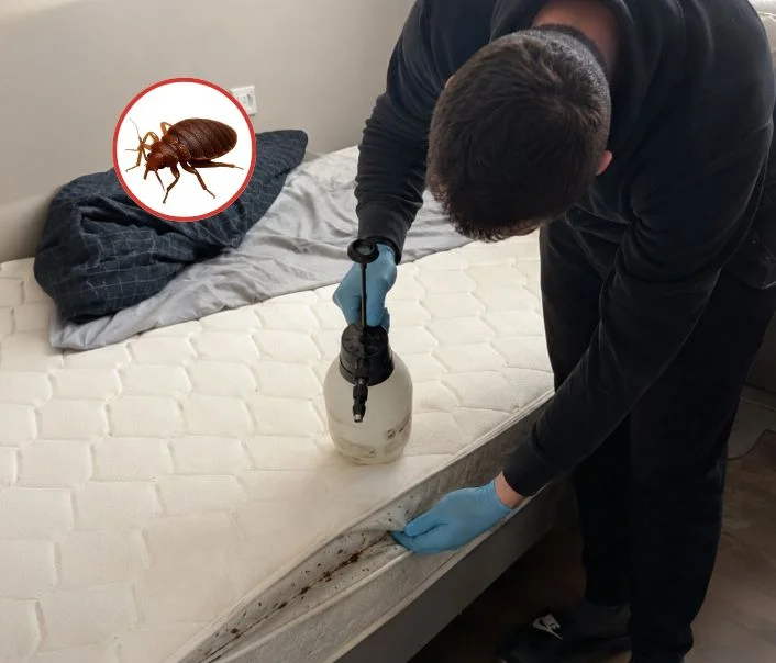 Technicien traitant un matelas contre les punaises de lit à Montry